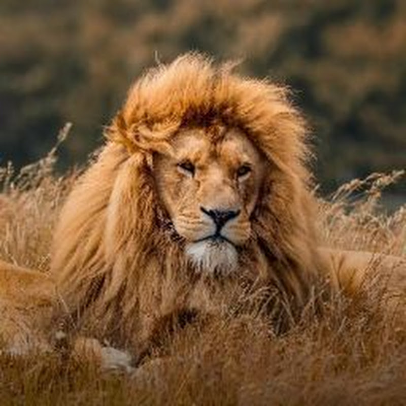 Lion 🦁