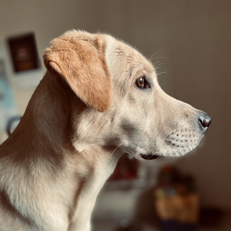 SIMBA_THELABRA