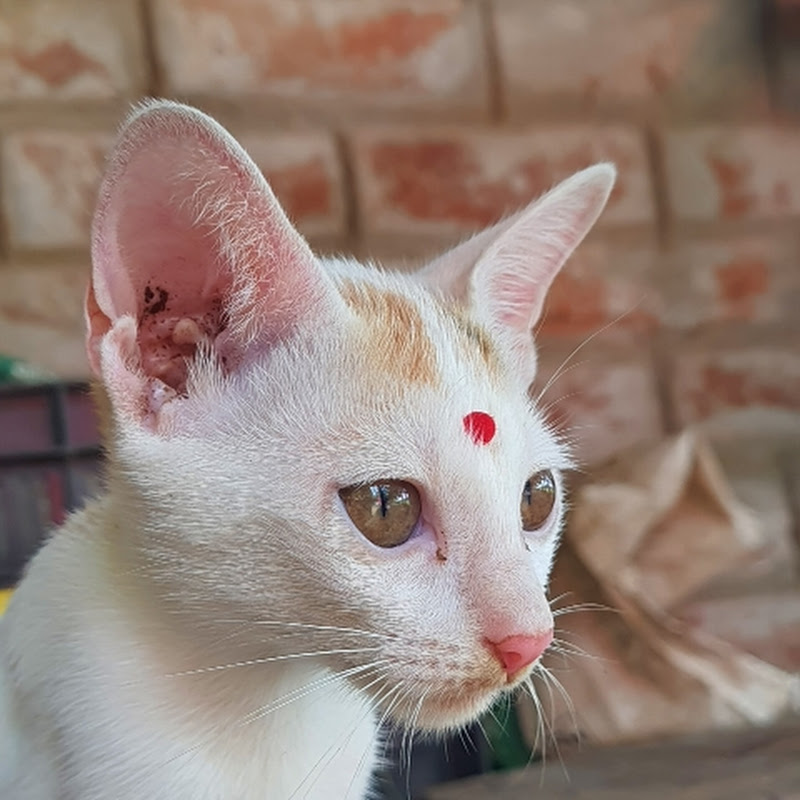 Bengali Curiosity