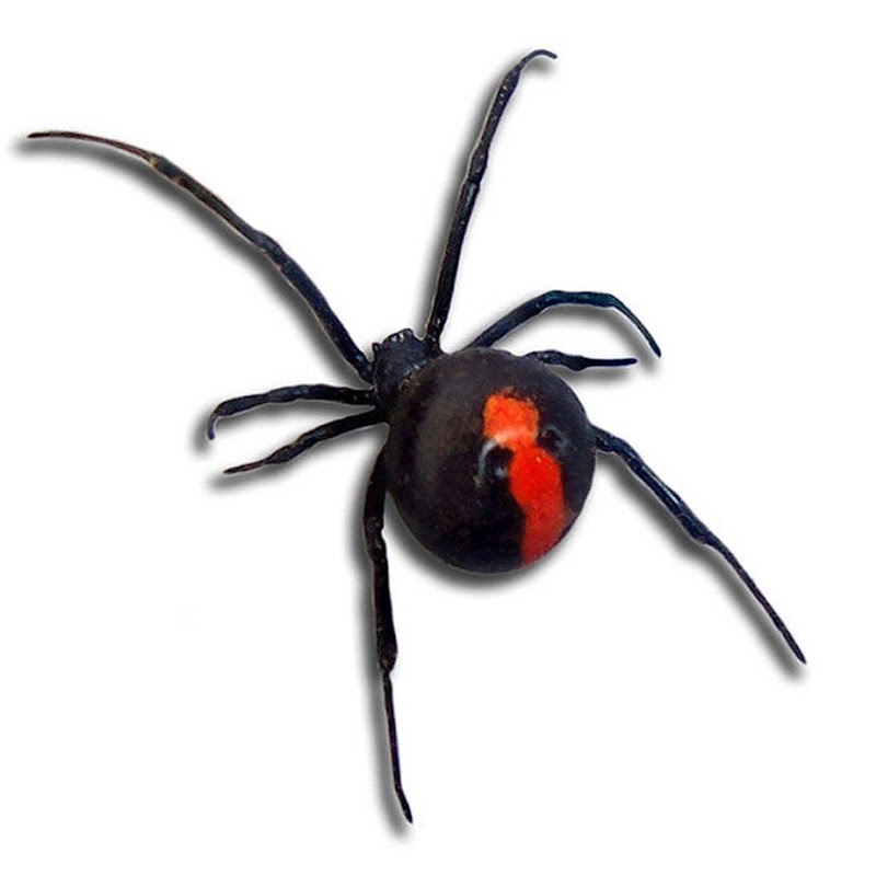 Roterücken Spinne