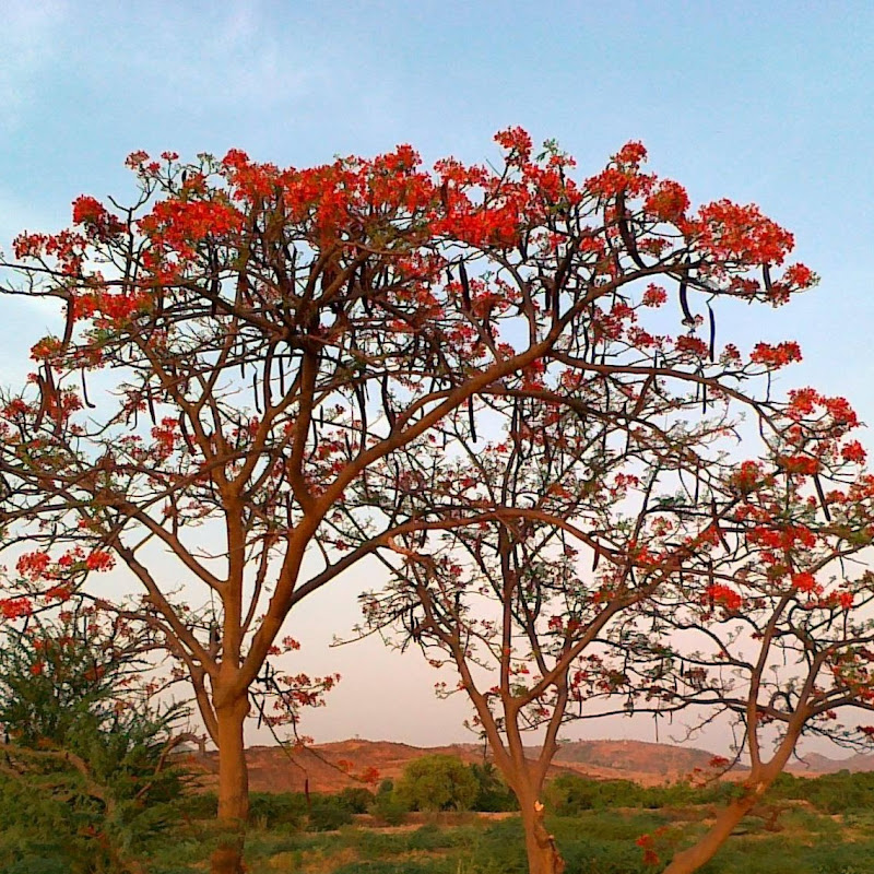 Ravi S. Iyer