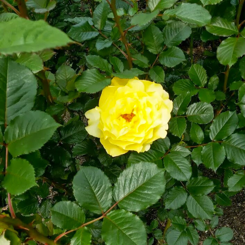 蔡彩君