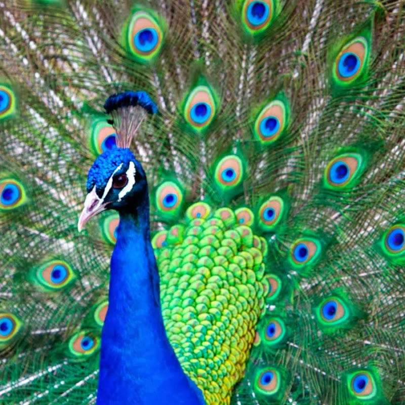 Brahma S.