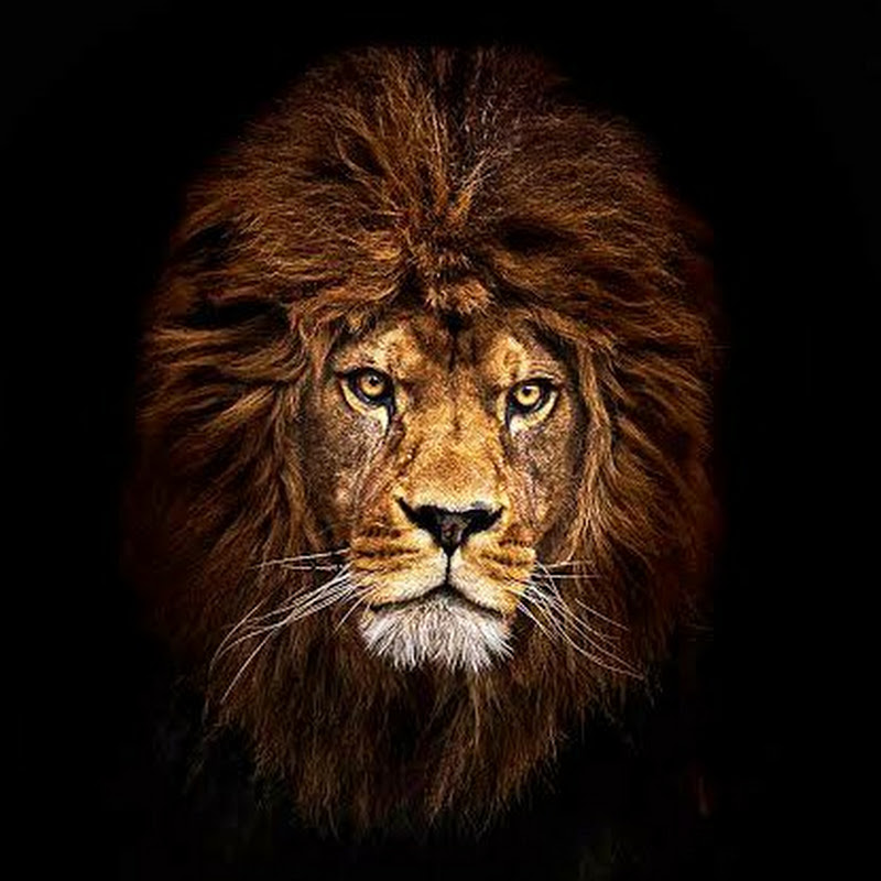 Simba