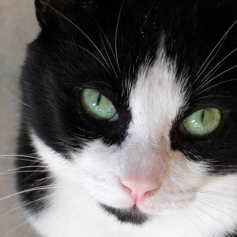 ShiningStarTribe