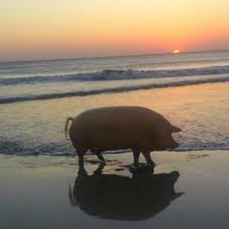 wonderpig